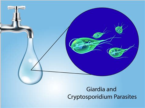   Cryptosporidium - 獨特的寄生蟲，隱藏於水中的微觀世界！