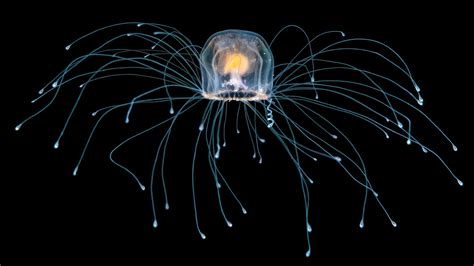  Discus Hydra: Witnessing the Elegance of Immortal Jellyfish through Perpetual Regeneration!