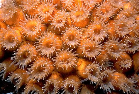   Knobby Star Polyp: Discover the Wonders of these Vibrant Flower-Like Coral Formations!