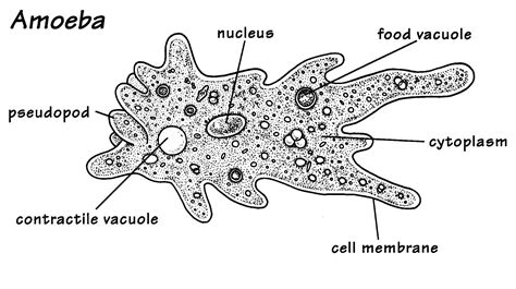  瓦氏阿米巴：一個擁有驚人移動能力且善於偽裝的單細胞生物！