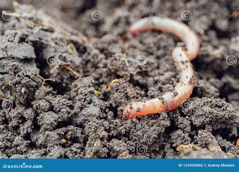  Amphitrite! A Glimpse into the Fascinating Life of This Burrowing Worm with Unique Feeding Habits