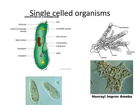   鮑氏鞭毛蟲：擁有極為敏捷運動能力的單細胞生物！