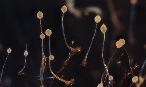  Dictyostelium discoideum：探索單細胞世界中令人驚奇的社群合作！