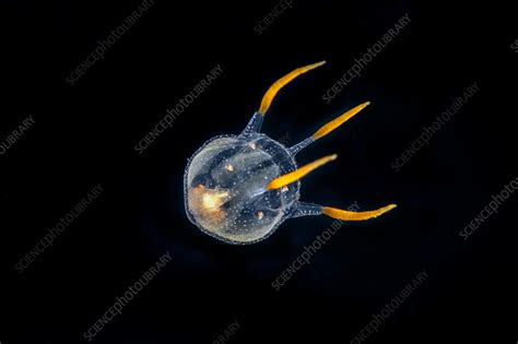  Feathery Hydrozoa：This Tiny Colonial Animal Boasts an Intricate Lacework Structure and Exhibits Fascinating Bioluminescent Displays!