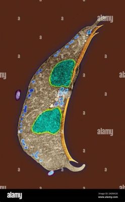  Giardia - 這種單細胞生物會游泳嗎？