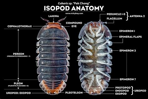  Isopod 擁有著奇特的盔甲和令人驚嘆的再生能力！