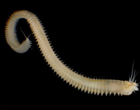  Jacksonville Worm: This Tiny Coastal Dweller Has Tentacles That Can Stretch Twice Its Body Length!