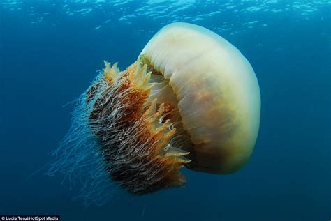  Jellyfish Jellyfish - A Deep Dive into the World's Most Mysterious Jelly