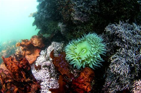  海葵，這美麗的、閃閃發光的海洋奇蹟！ 