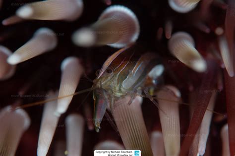   Umm… Unidentified! Exploring the Quirky World of the Upside-Down Shrimp