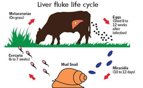  Viviparus Liver Fluke: A Tiny Terror That Makes Your Cows Cry!